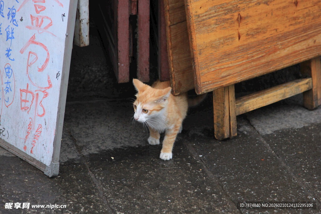 门口探头的可爱猫咪
