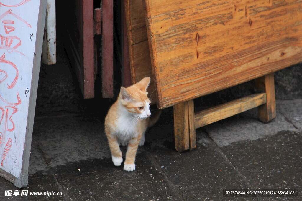 木柜旁的可爱小猫咪