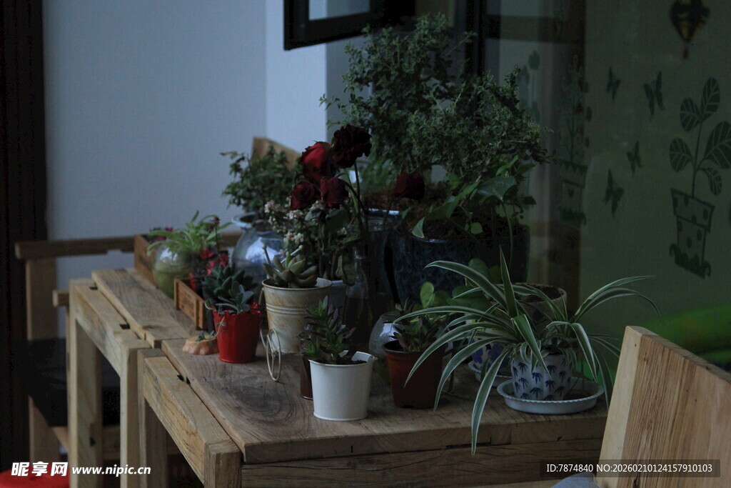 室内木质桌摆放多样绿植