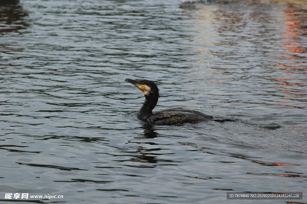 水中游弋的鸬鹚
