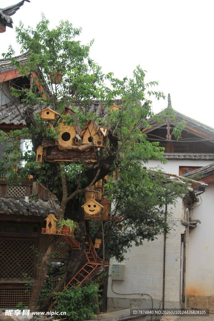 中式园林中的独特造型树木