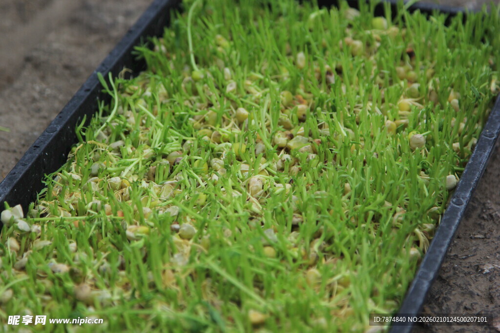 嫩绿幼苗培育在黑色托盘中