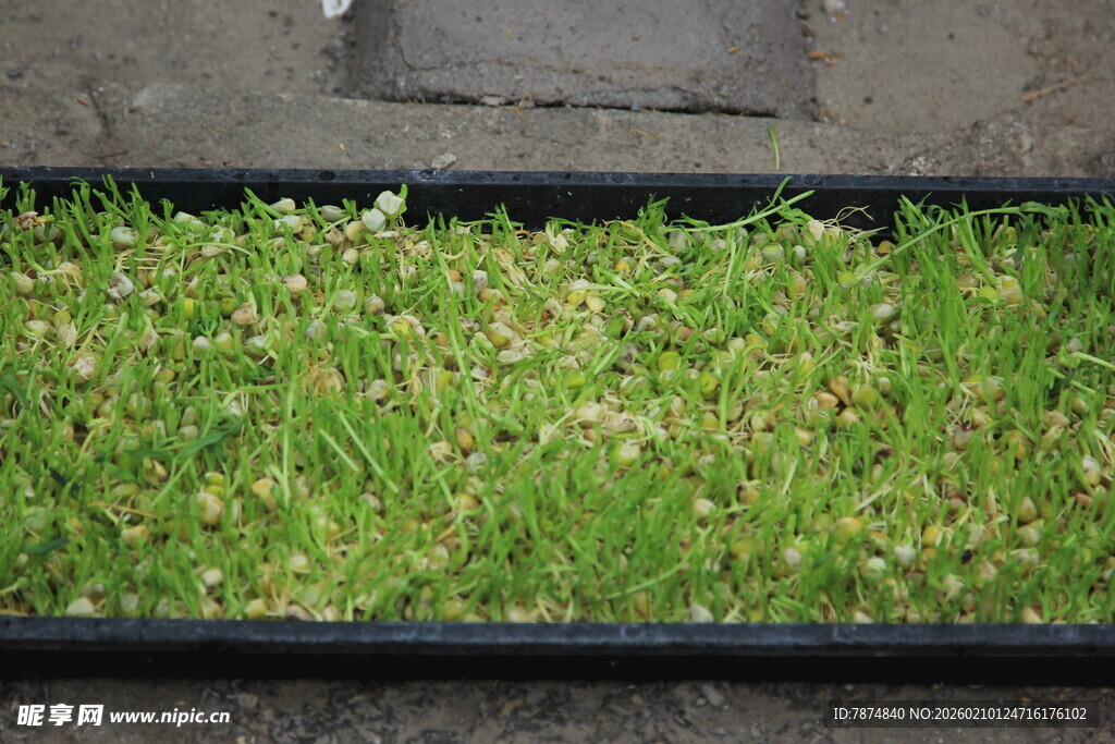 长方形槽内翠绿小草
