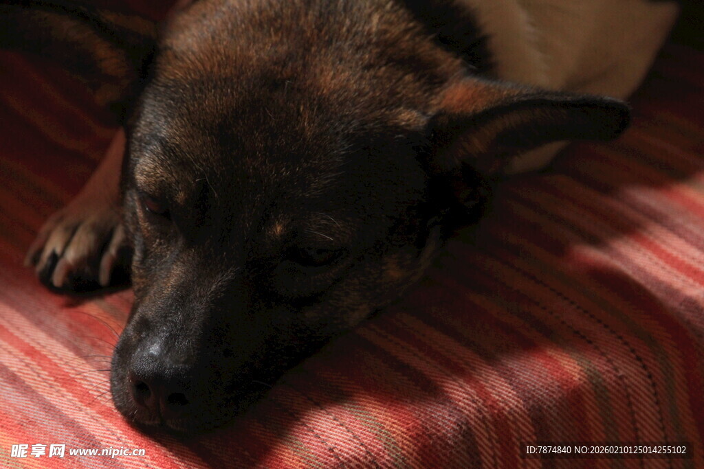 趴着休息的可爱狗狗