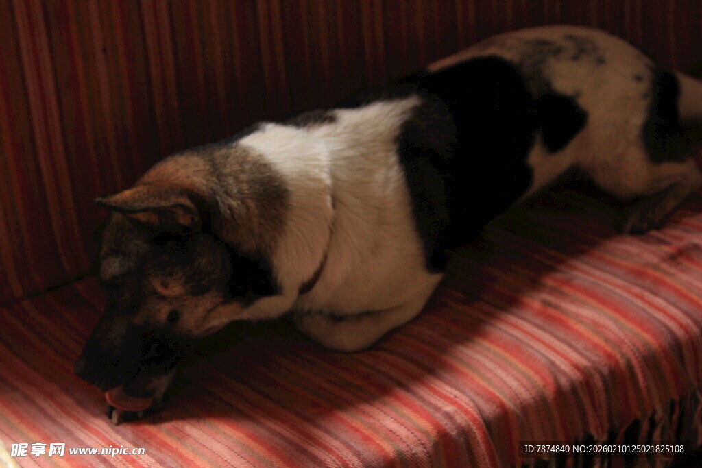 趴着休息的黑白花纹小狗