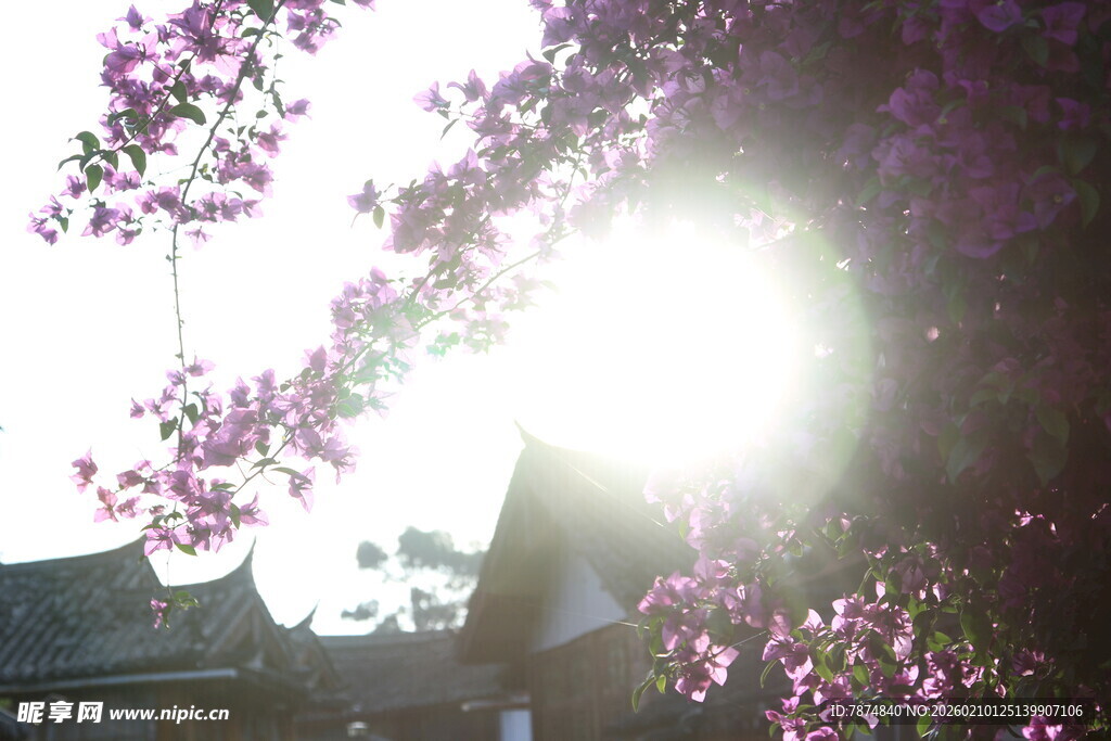 阳光透过繁花映照古建筑