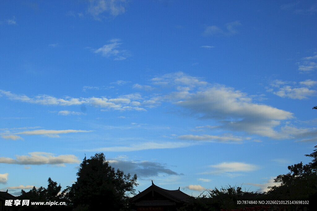 蓝天薄云下的树梢景致