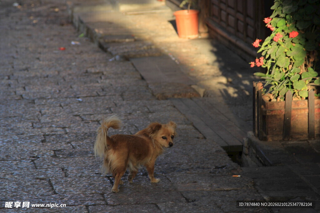 小巷中漫步的可爱小狗