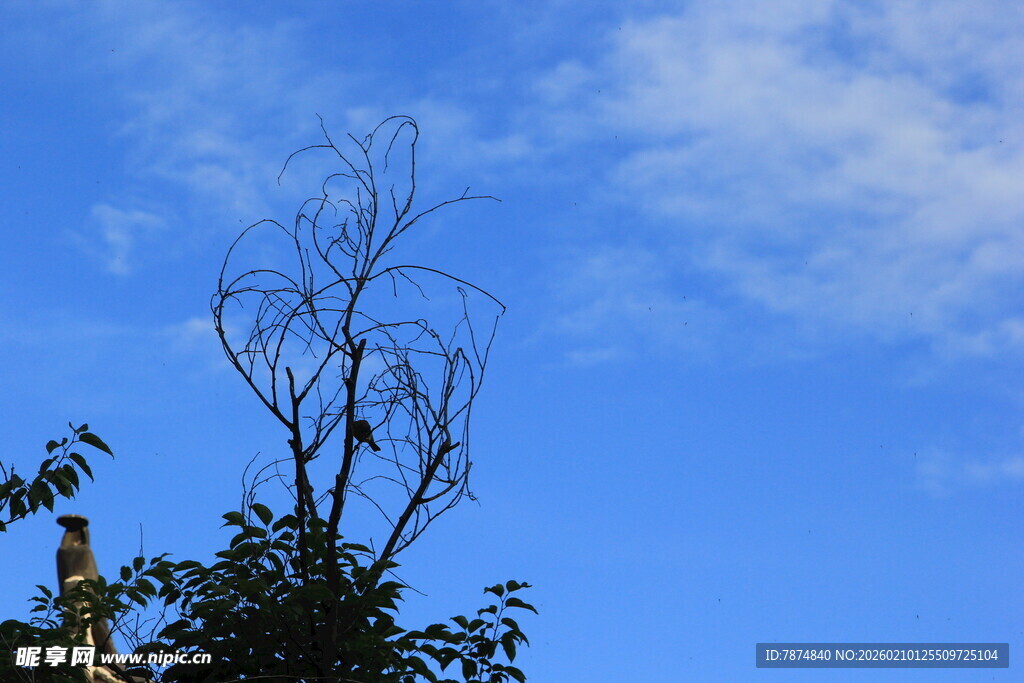 枯树立于蓝天之下