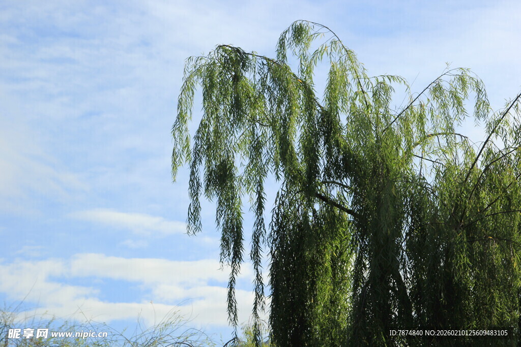 蓝天白云下的垂柳