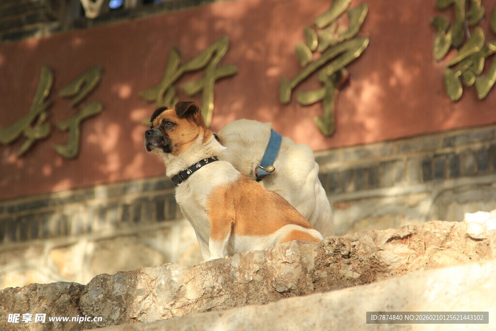 石上小狗 背景有金色文字