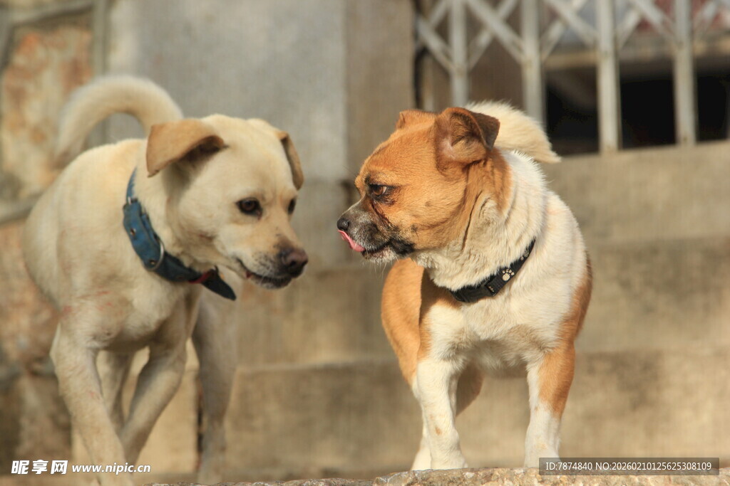 两只狗狗亲昵互动