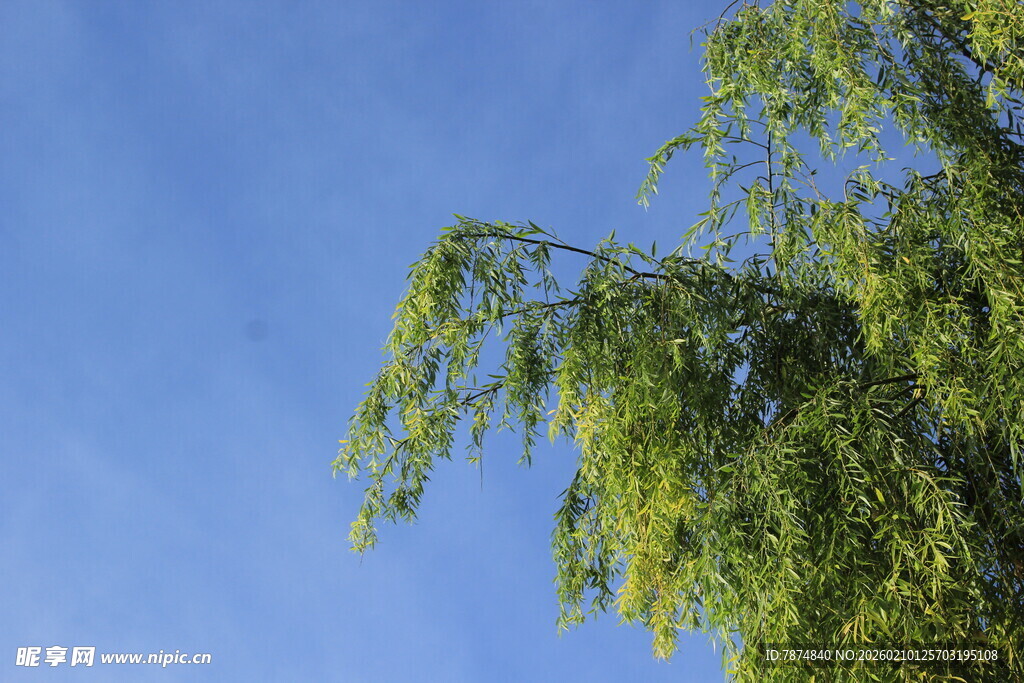 蓝天映衬下的翠绿柳枝