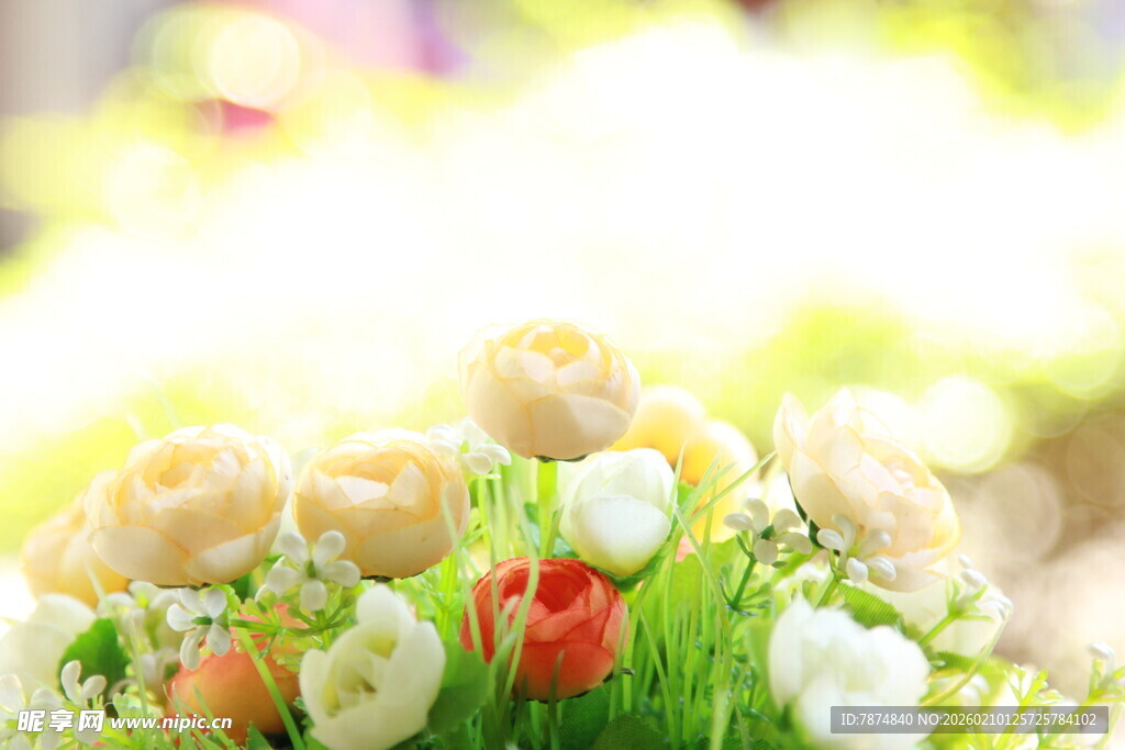 春日缤纷花卉特写