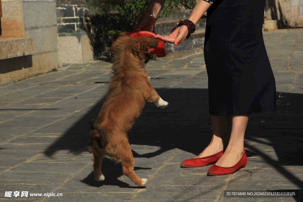 女子与小狗互动瞬间