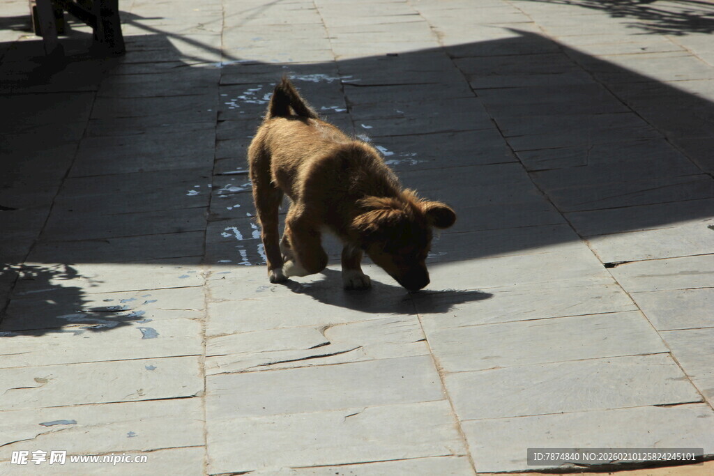 街头漫步的棕色小狗