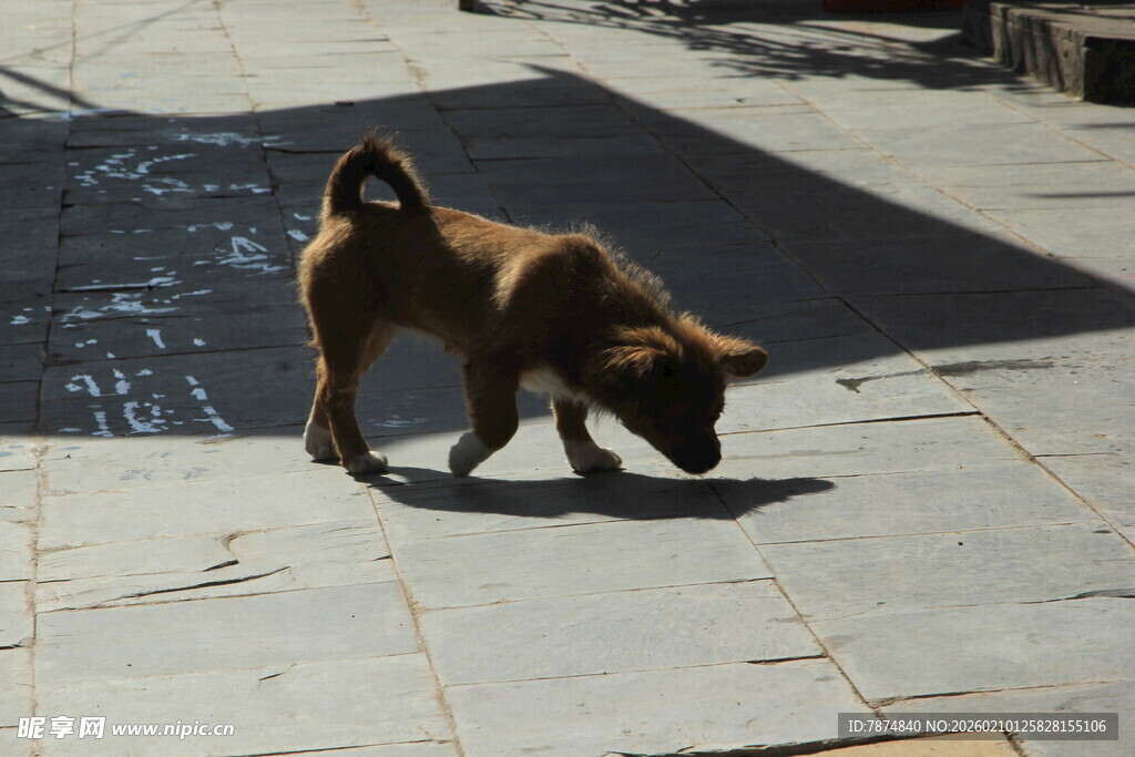 小狗在地面嗅探
