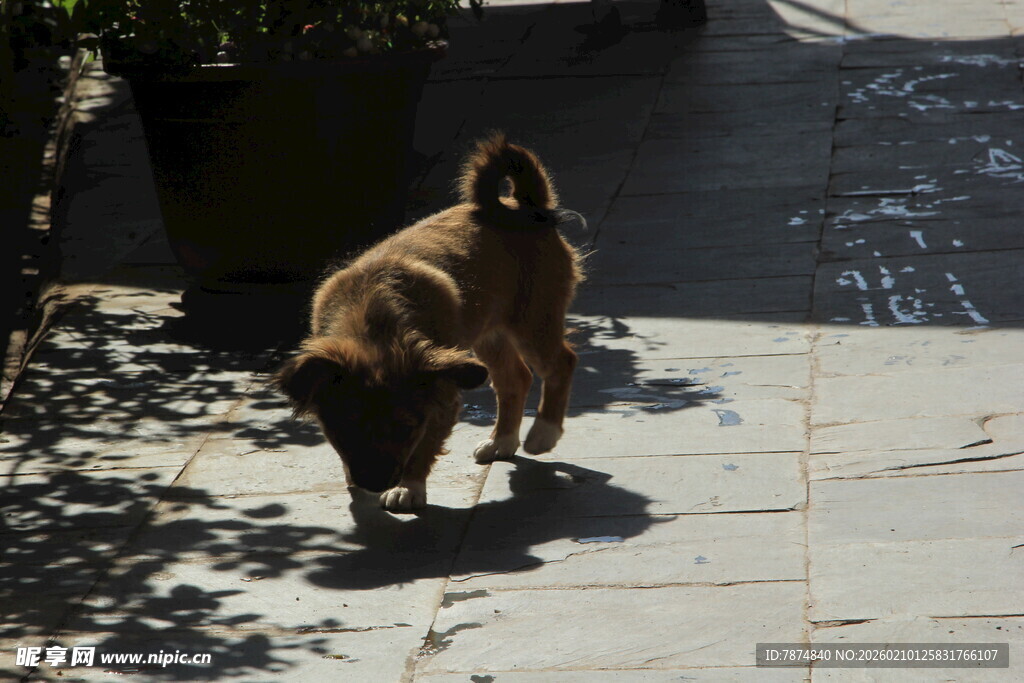 两只狗狗在户外玩耍