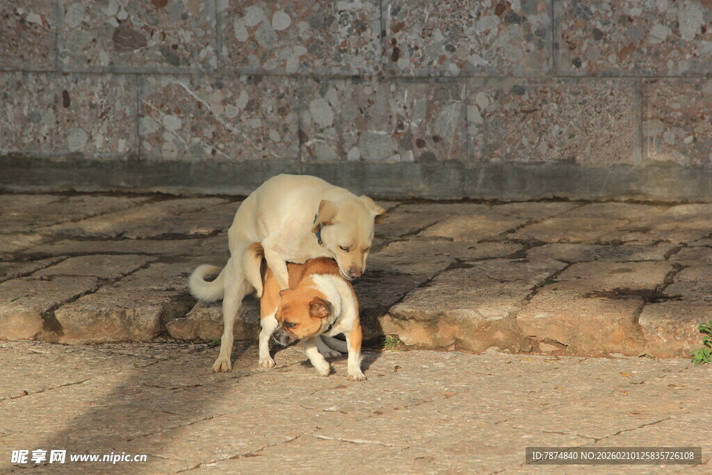 两只狗狗亲昵互动场景