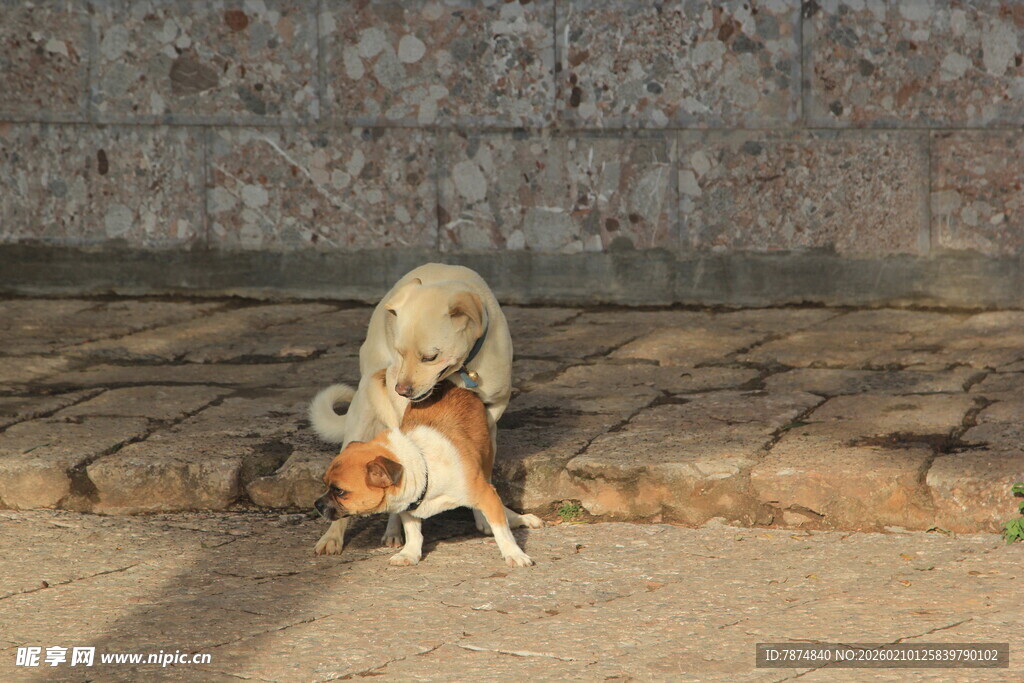 两只小狗亲昵互动场景