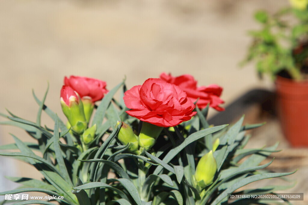 娇艳康乃馨绽放生机