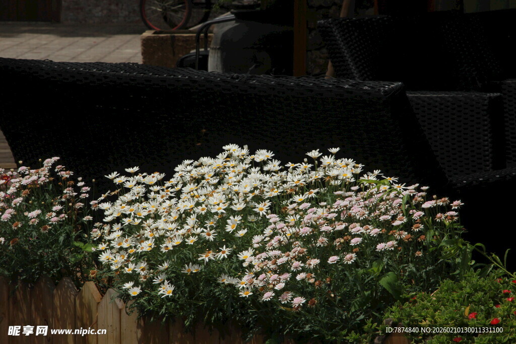 白色花卉盆栽景观