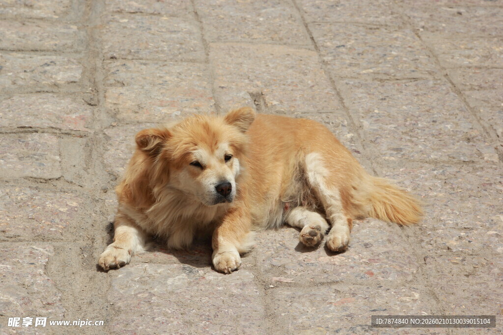 路边趴卧的金毛犬