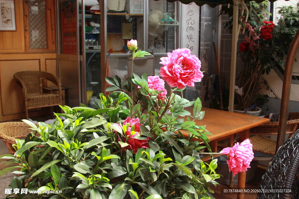 窗边绽放的娇艳花卉