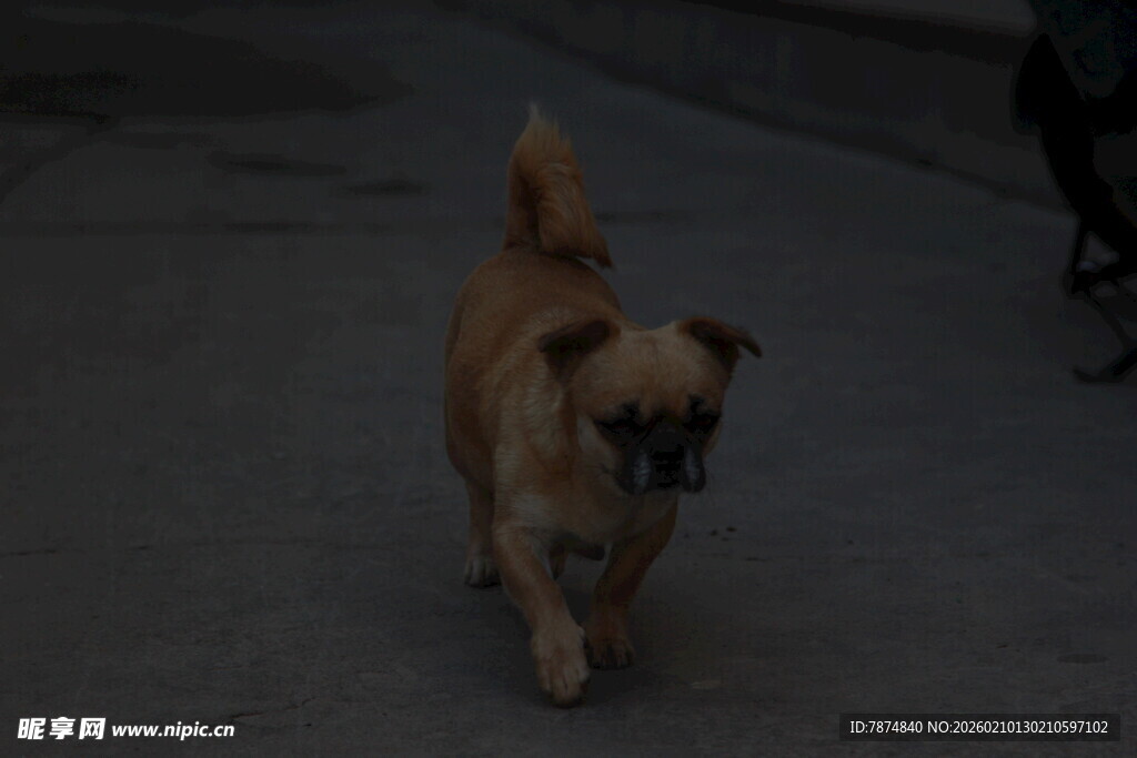 行走的棕色小狗