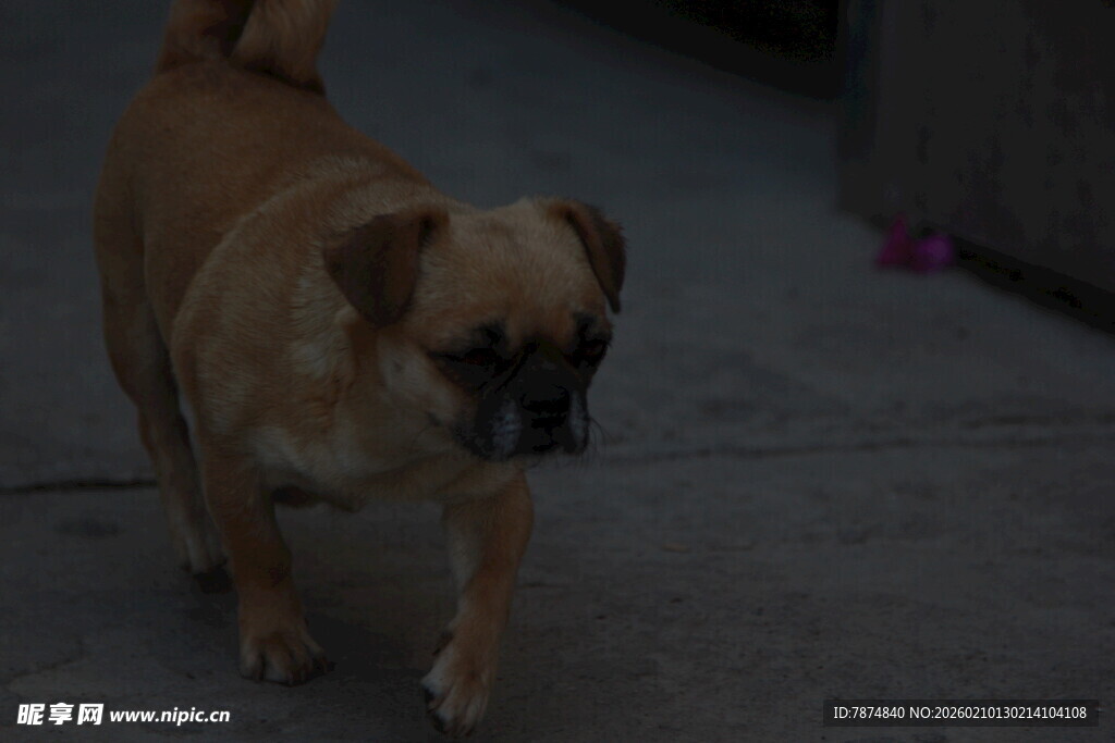 行走的棕色小狗