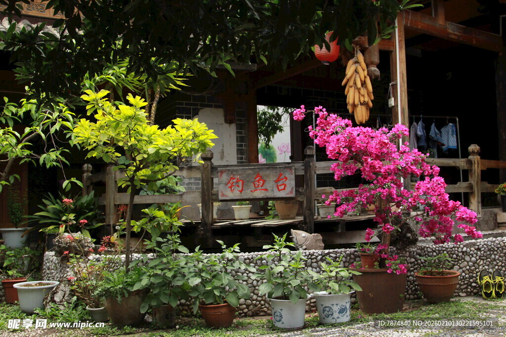 庭院中的多彩花卉与绿植