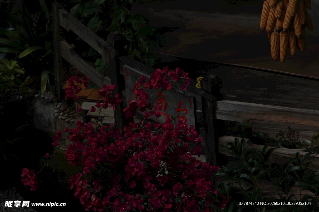 木栈道边绽放的艳丽花卉