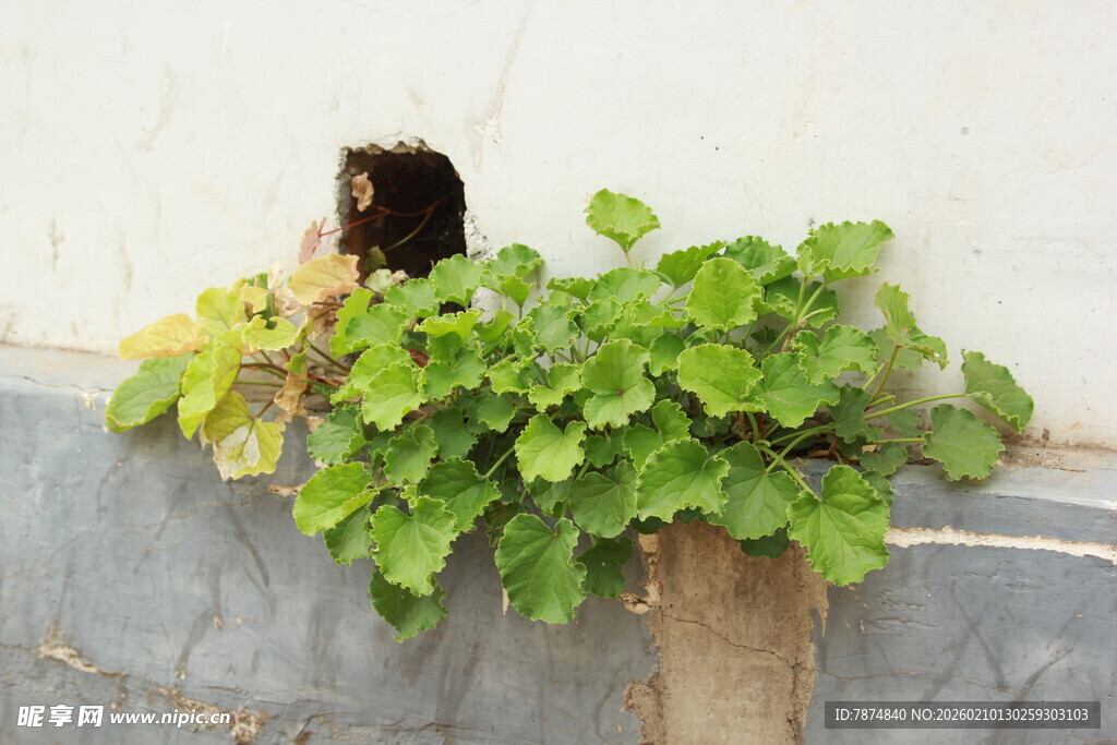 墙角绿植生机盎然