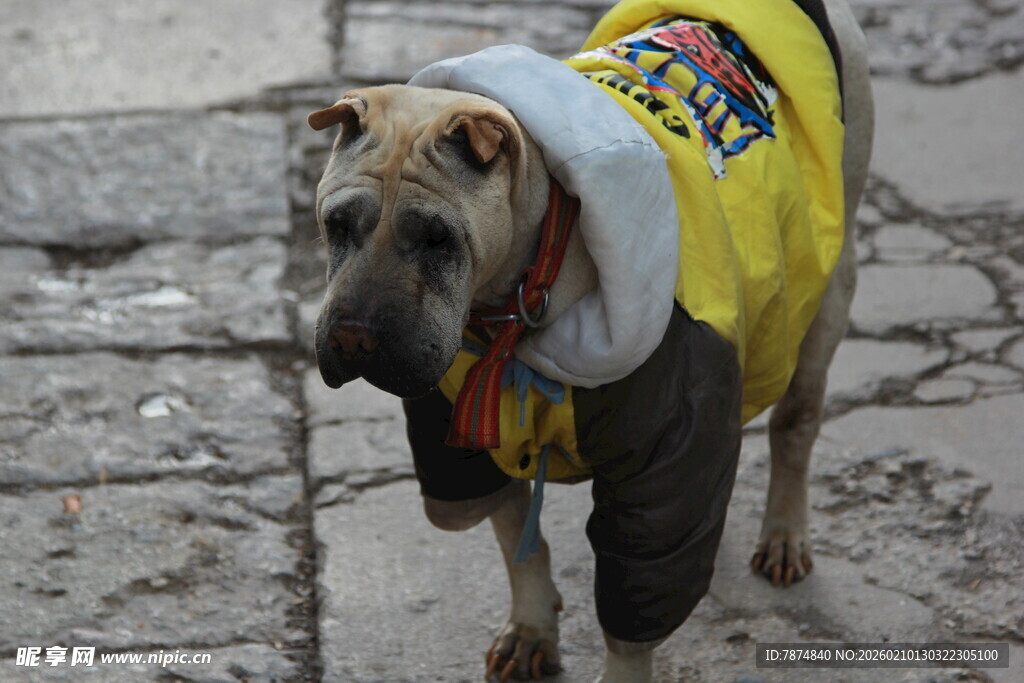 穿黄衣的街头小狗