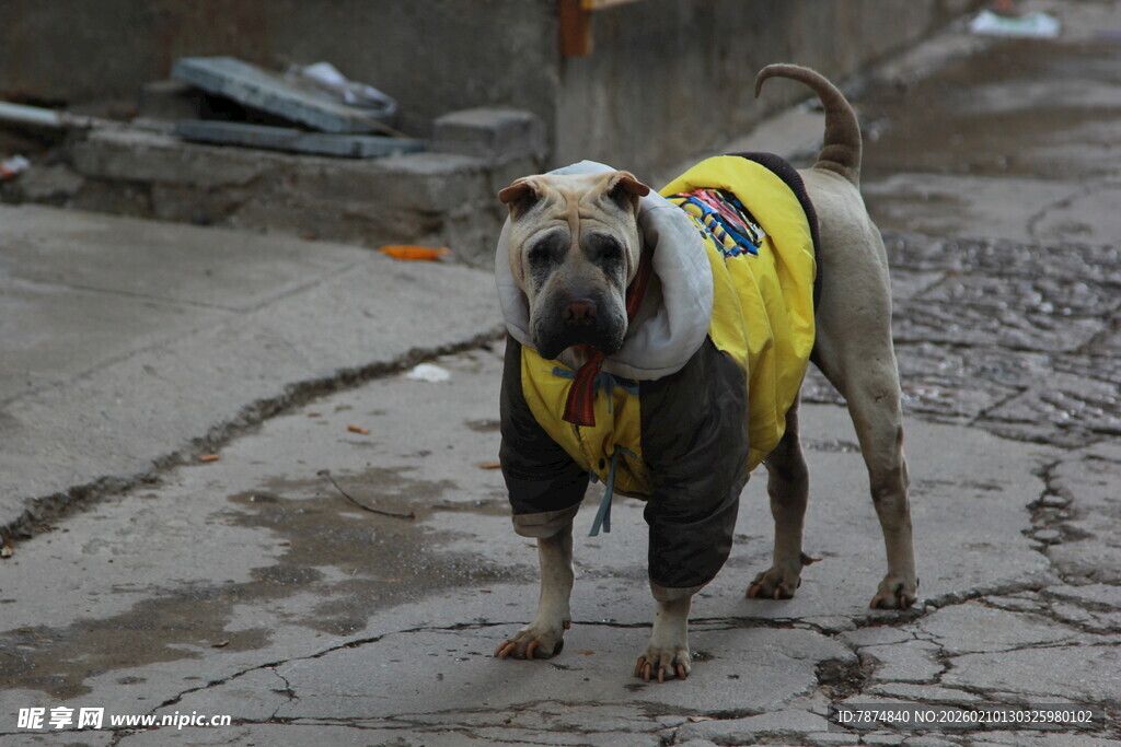 穿着黄背心的流浪狗狗