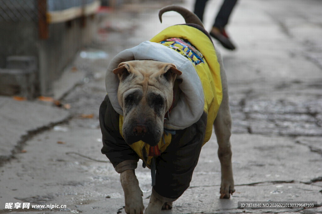 街头行走的穿黄衣流浪狗
