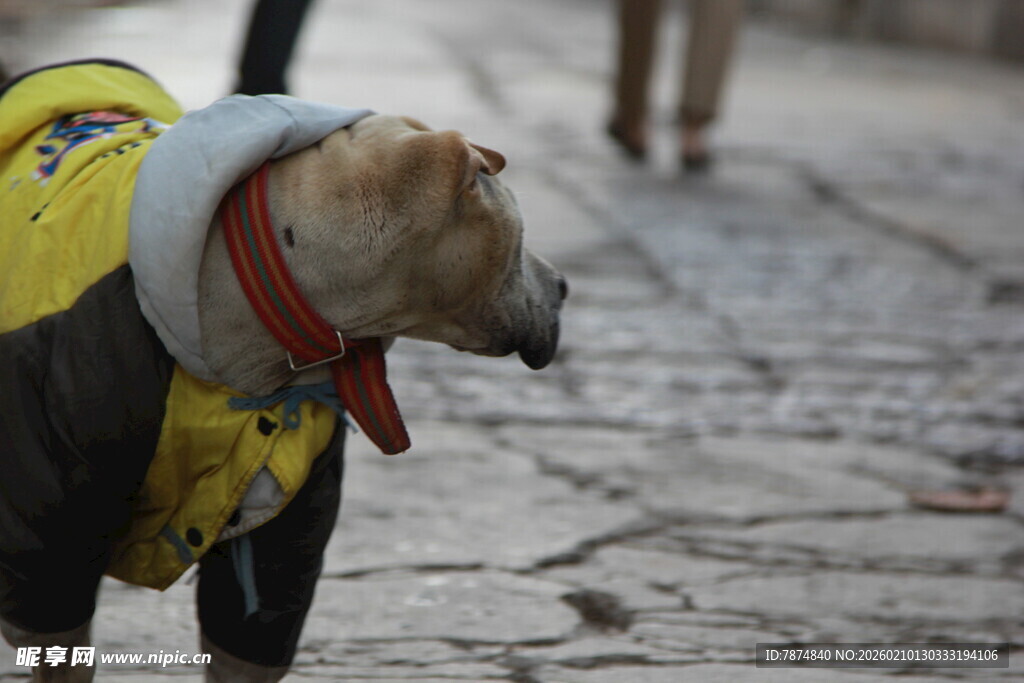 穿黄衣的街头狗狗