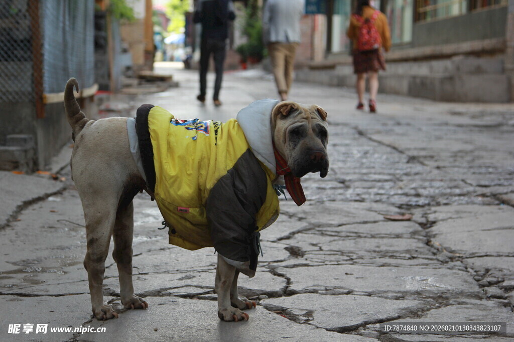 街头穿黄衣的可爱大狗