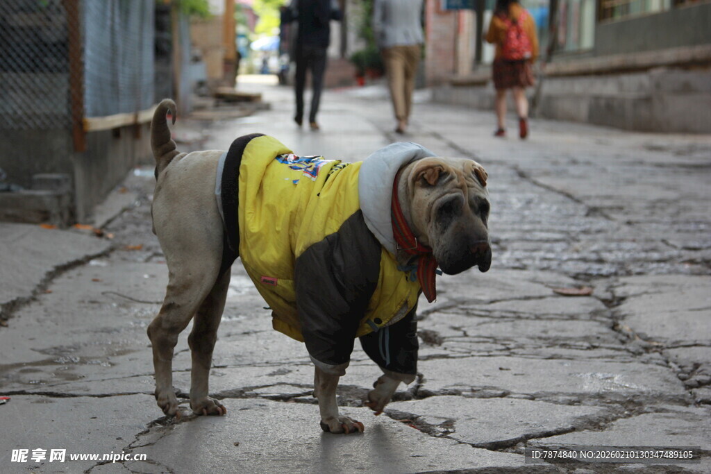街头穿黄衣的大狗