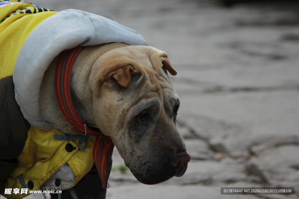 穿黄衣的沙皮犬