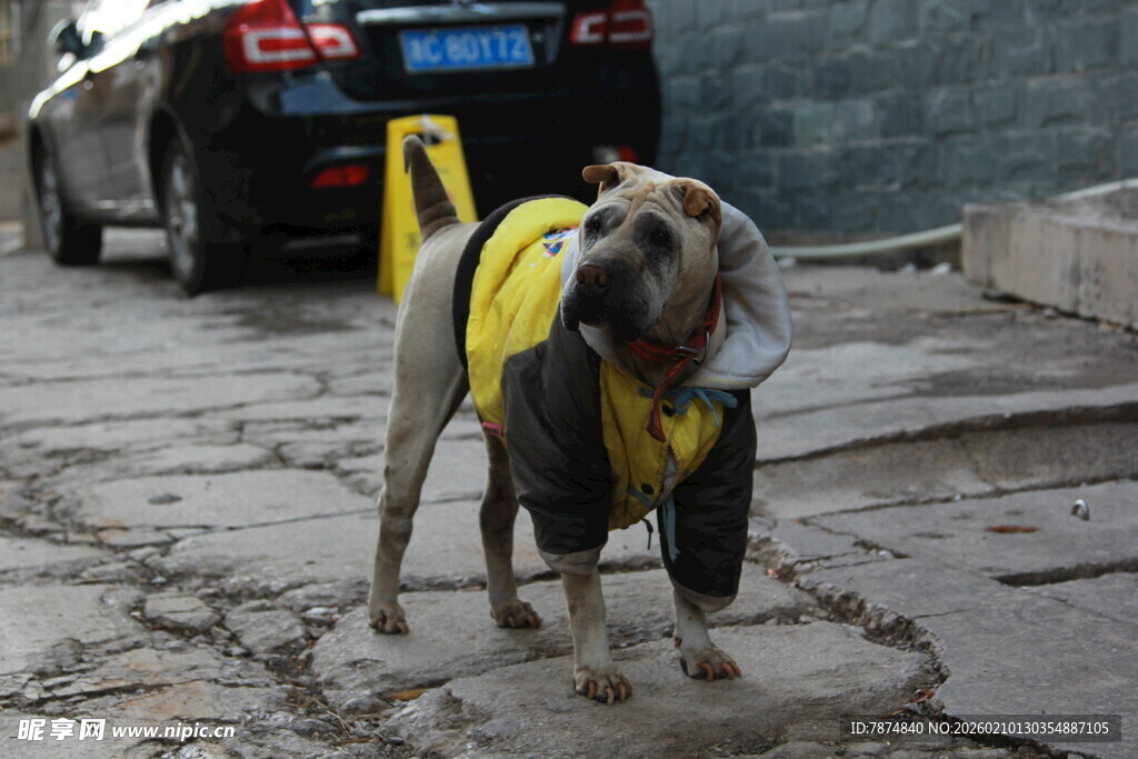 穿黄衣的街头小狗