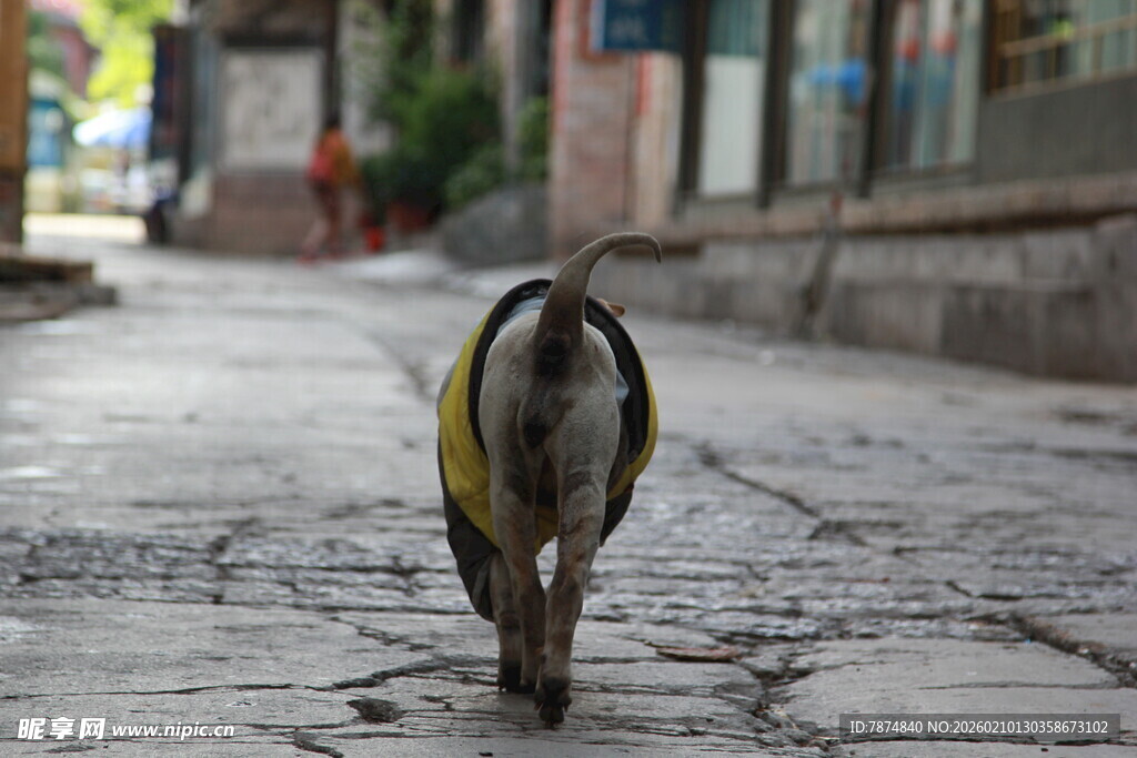街头独行的小狗