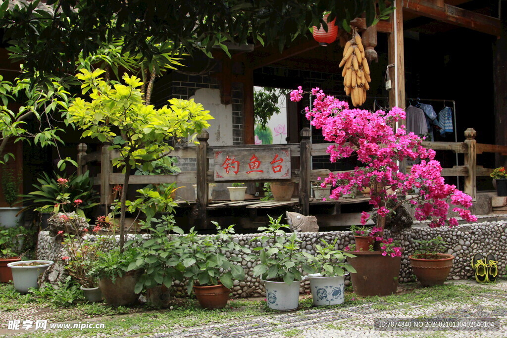 乡村小院的多彩花卉景致