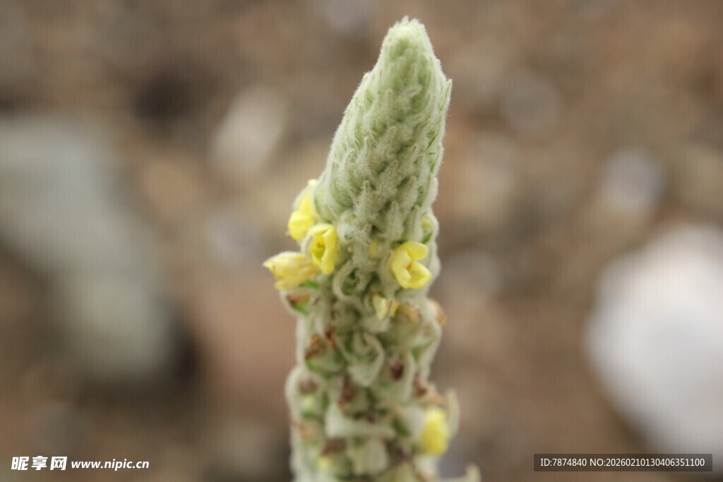 芦荟植株顶端的黄色小花