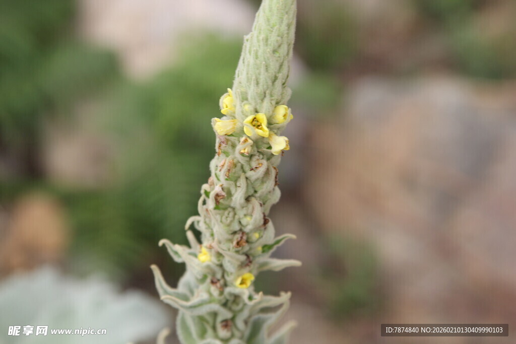 一株开着黄色小花的植物