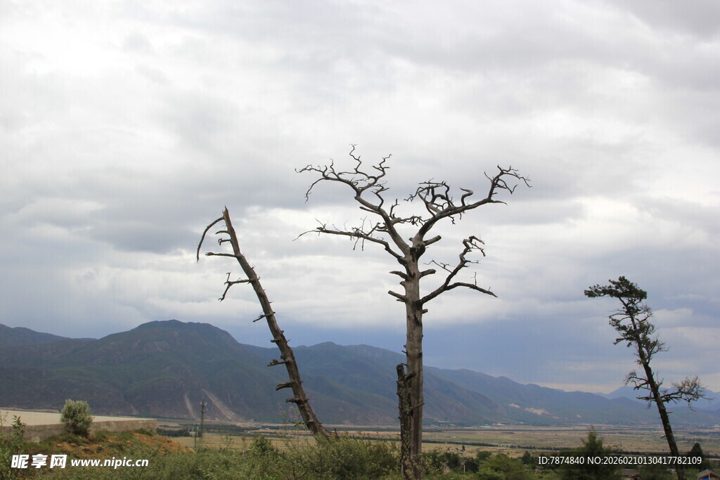 荒野枯树与远山景色