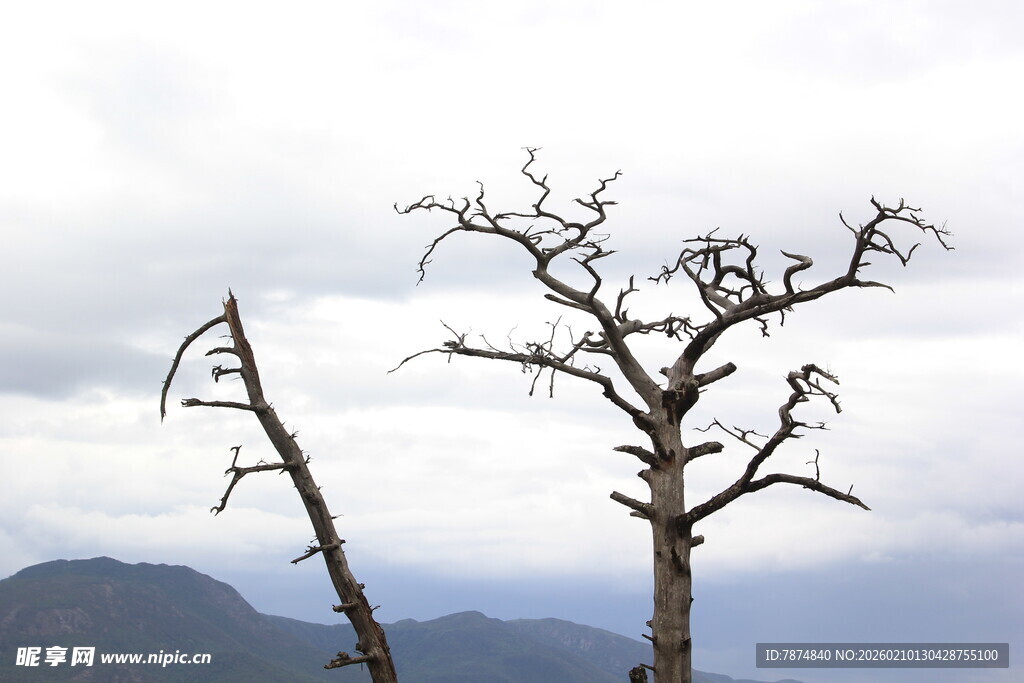 枯树傲立 远山云雾相伴