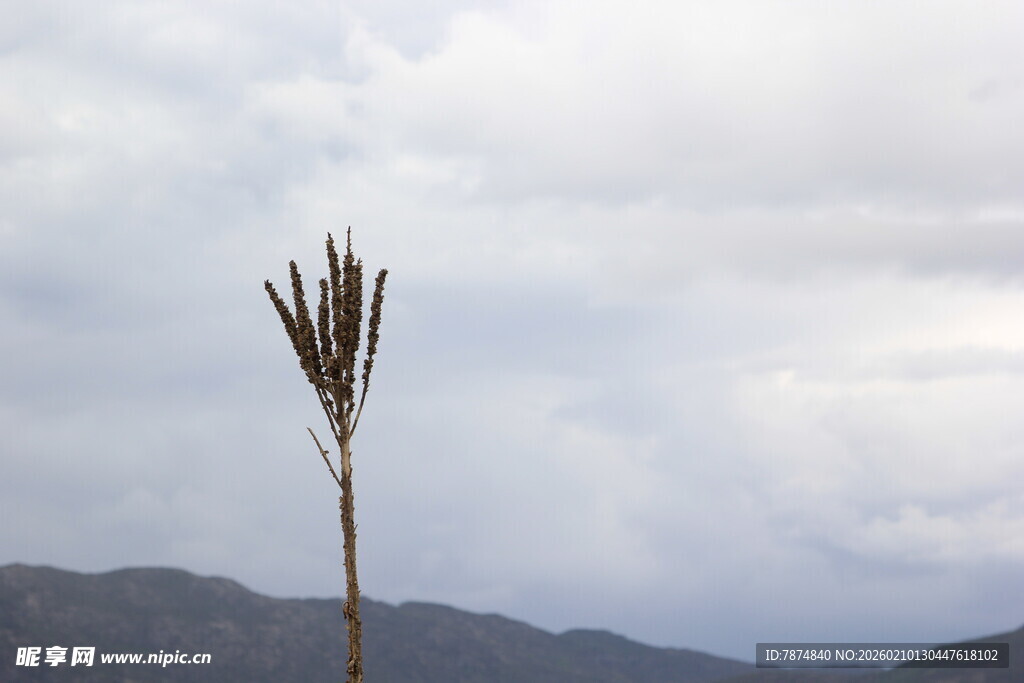 孤植植物与远山云雾
