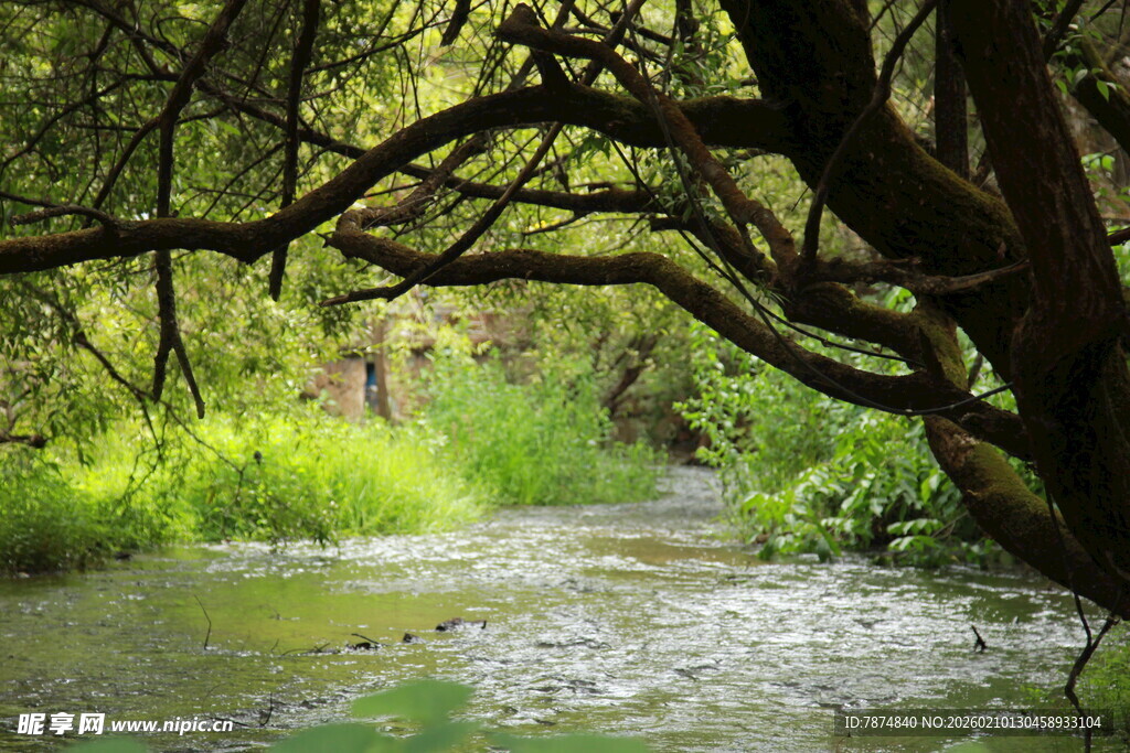 林间溪流 绿意盎然的景致