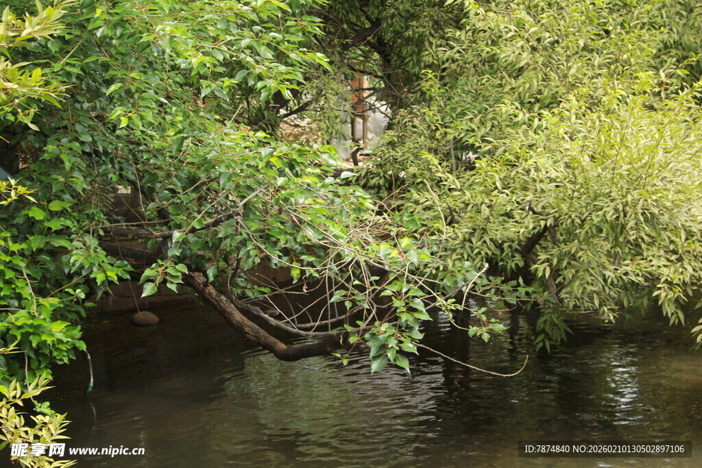 溪边繁茂绿植景观